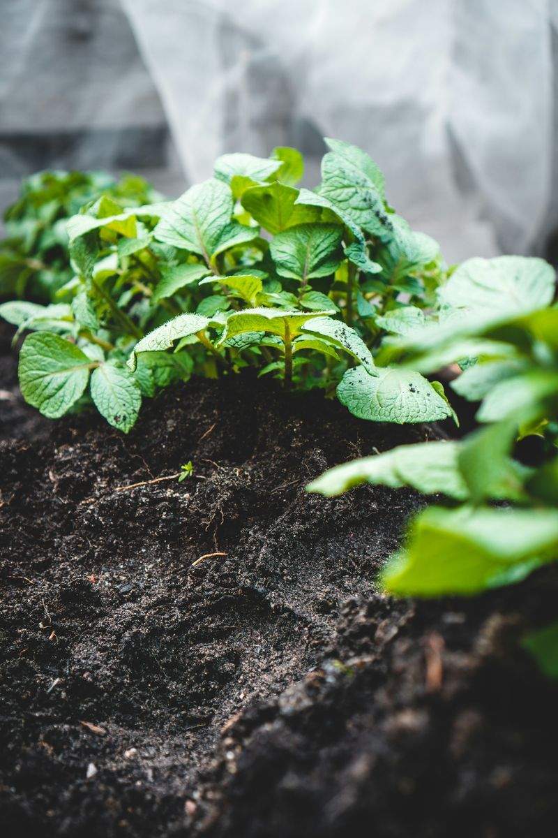 VerdeVivo Jardinería SP 10