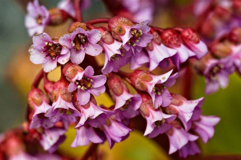 VerdeVivo Jardinería SP 11
