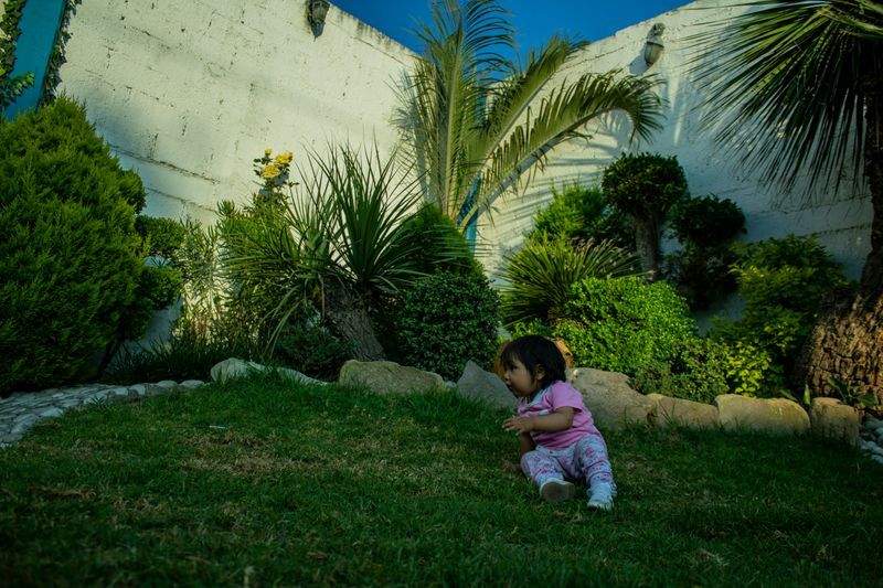VerdeVivo Jardinería SP 12