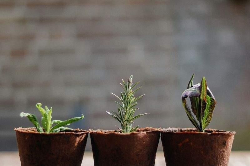 VerdeVivo Jardinería SP 14